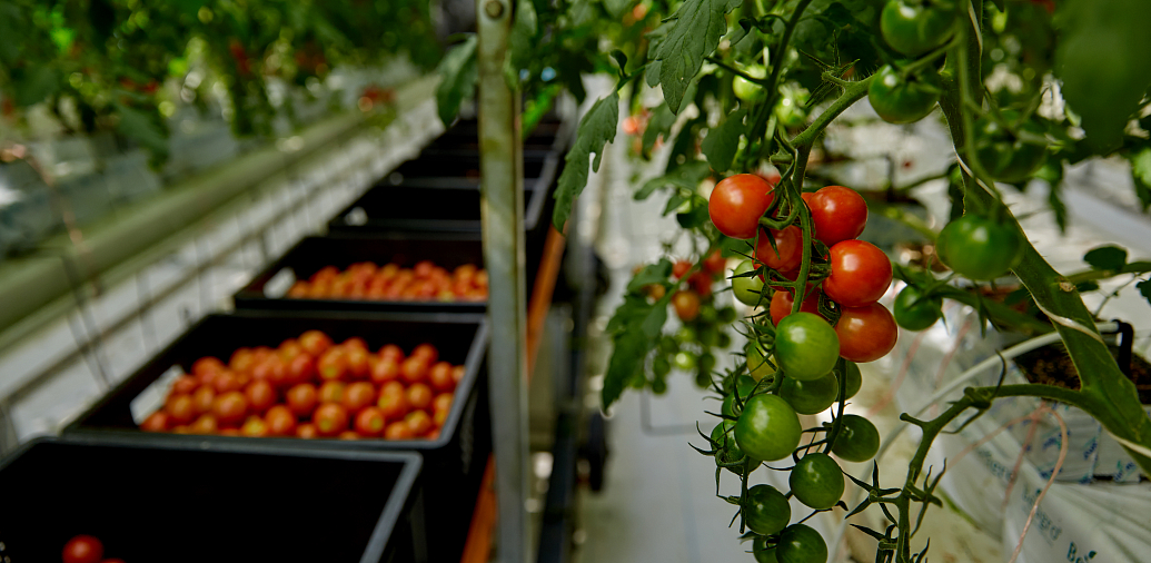 Opening of the Green Line greenhouse complex in Tikhoretsk