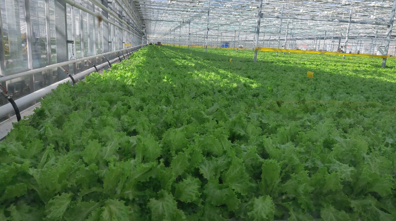  «Магнит» начал поставки в магазины зелени собственного производства