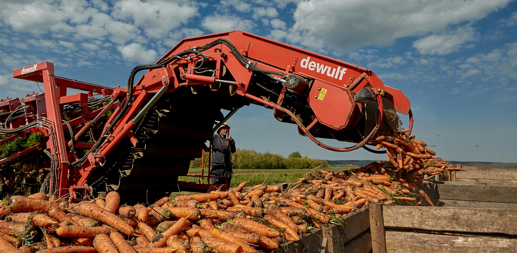 Carrot harvesting