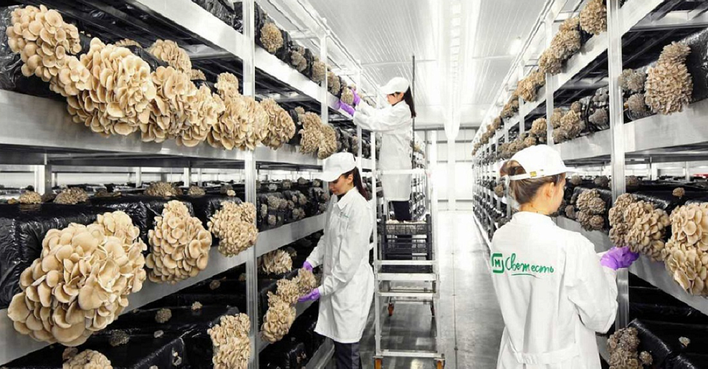 «Магнит» начинает поставки в сеть органических вешенок собственного производства